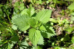 Stinging nettle plant