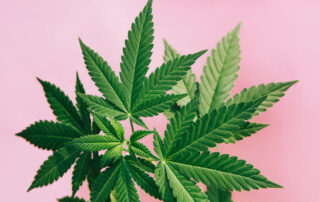 Marijuana leaves on a pink background