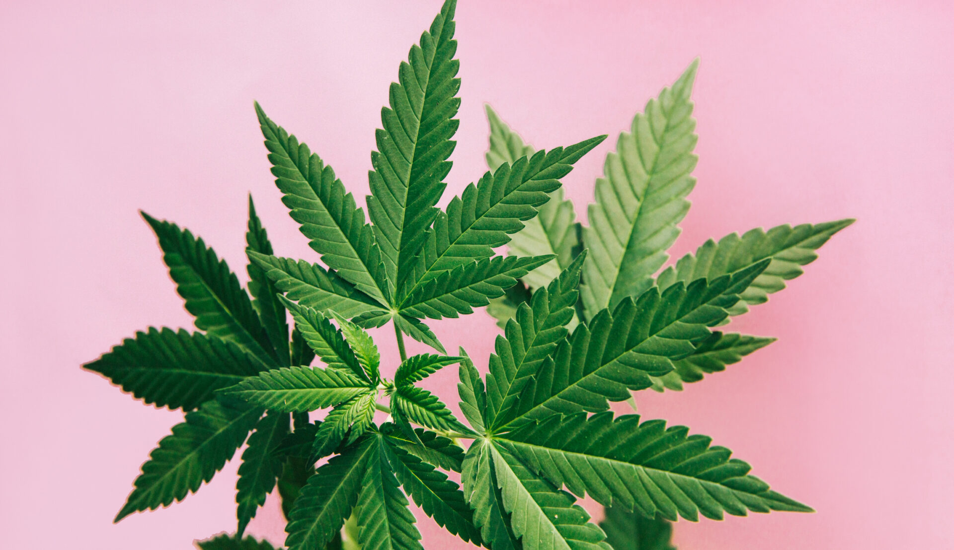 Marijuana leaves on a pink background