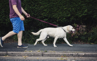 Man walking his pet dog