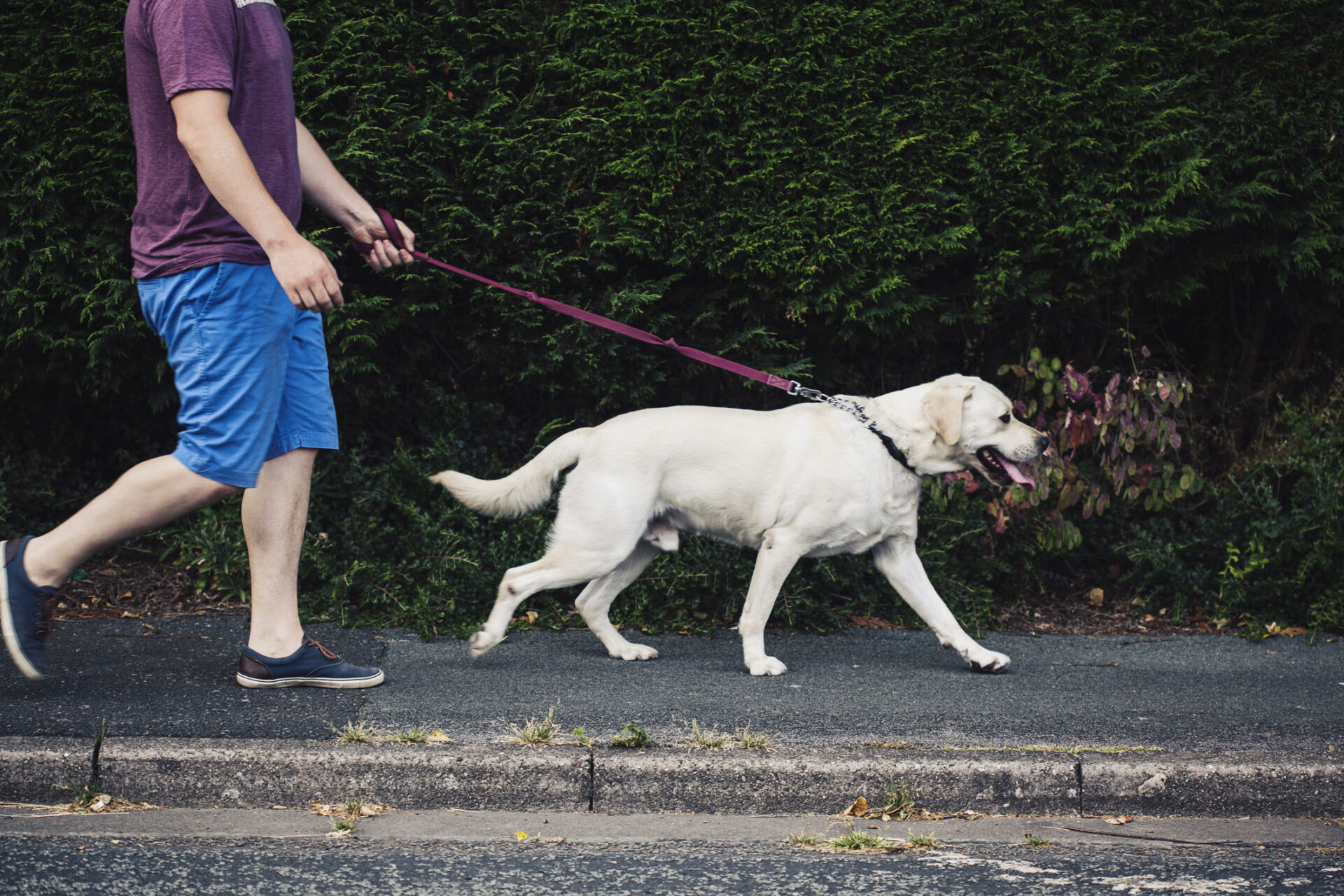 Man walking his pet dog