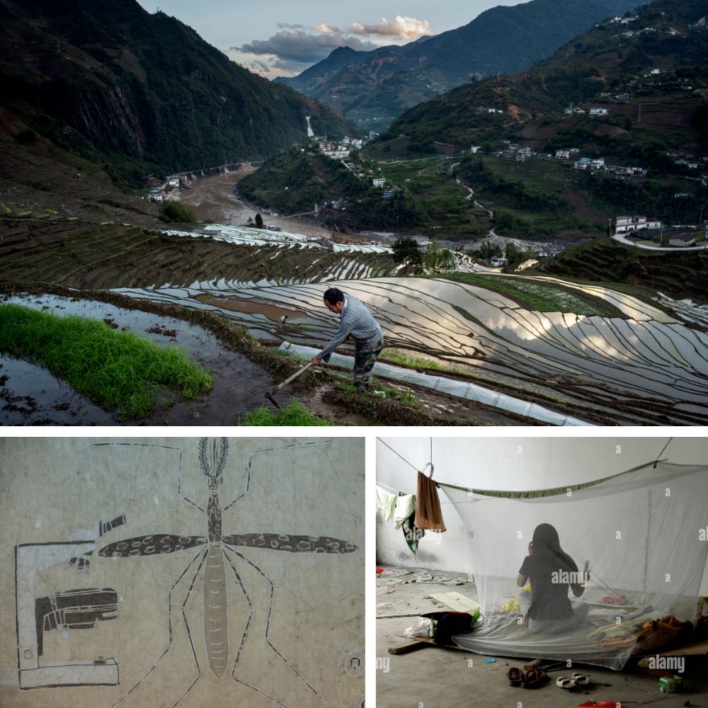 The BMJ malaria Collection collage